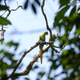 A Great Green Macaw